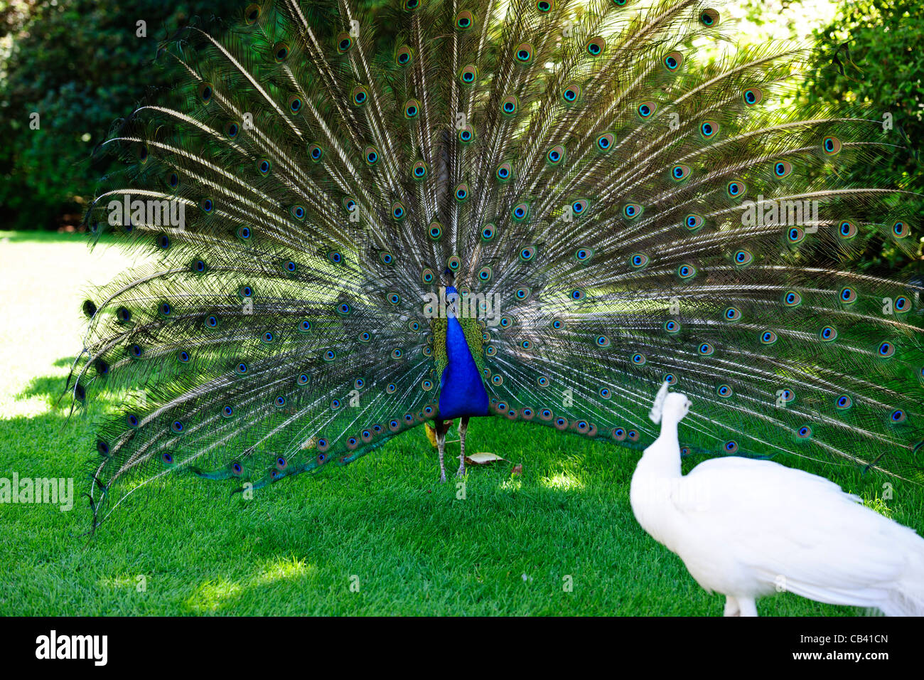 Isola Madre,Giardino,Palace,Pavoni,Peahens,tranquillo,Tropical,Evergreen,Lago Maggiore,Lago di Maggiore,laghi italiani,Italia Foto Stock