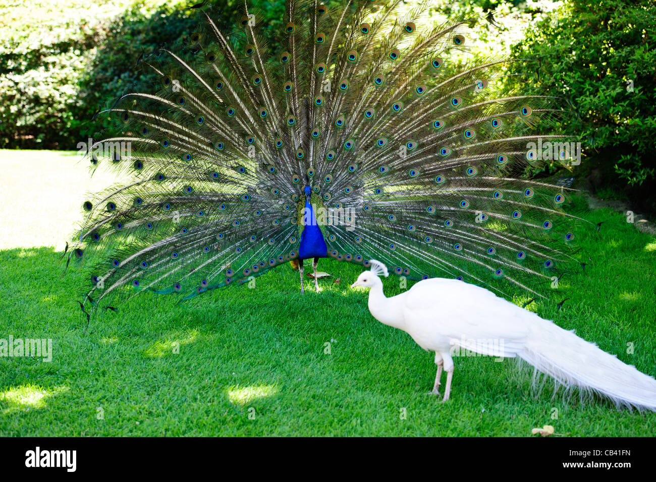 Isola Madre,Giardino,Palace,Pavoni,Peahens,tranquillo,Tropical,Evergreen,Lago Maggiore,Lago di Maggiore,laghi italiani,Italia Foto Stock