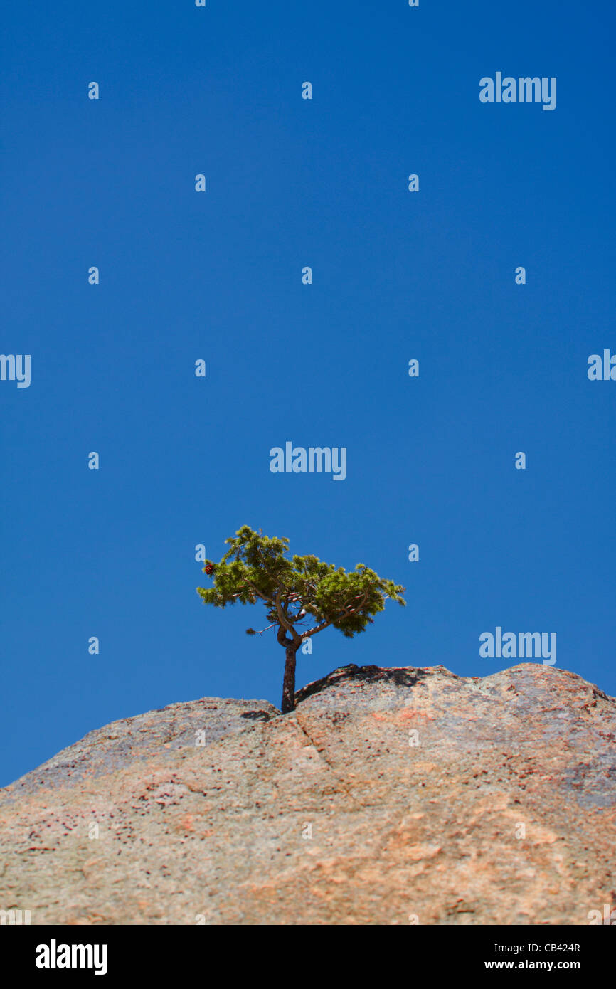 Stati Uniti d'America, Colorado, Rocky Mountain, piccolo albero che cresce sulla roccia a basso angolo di visione Foto Stock