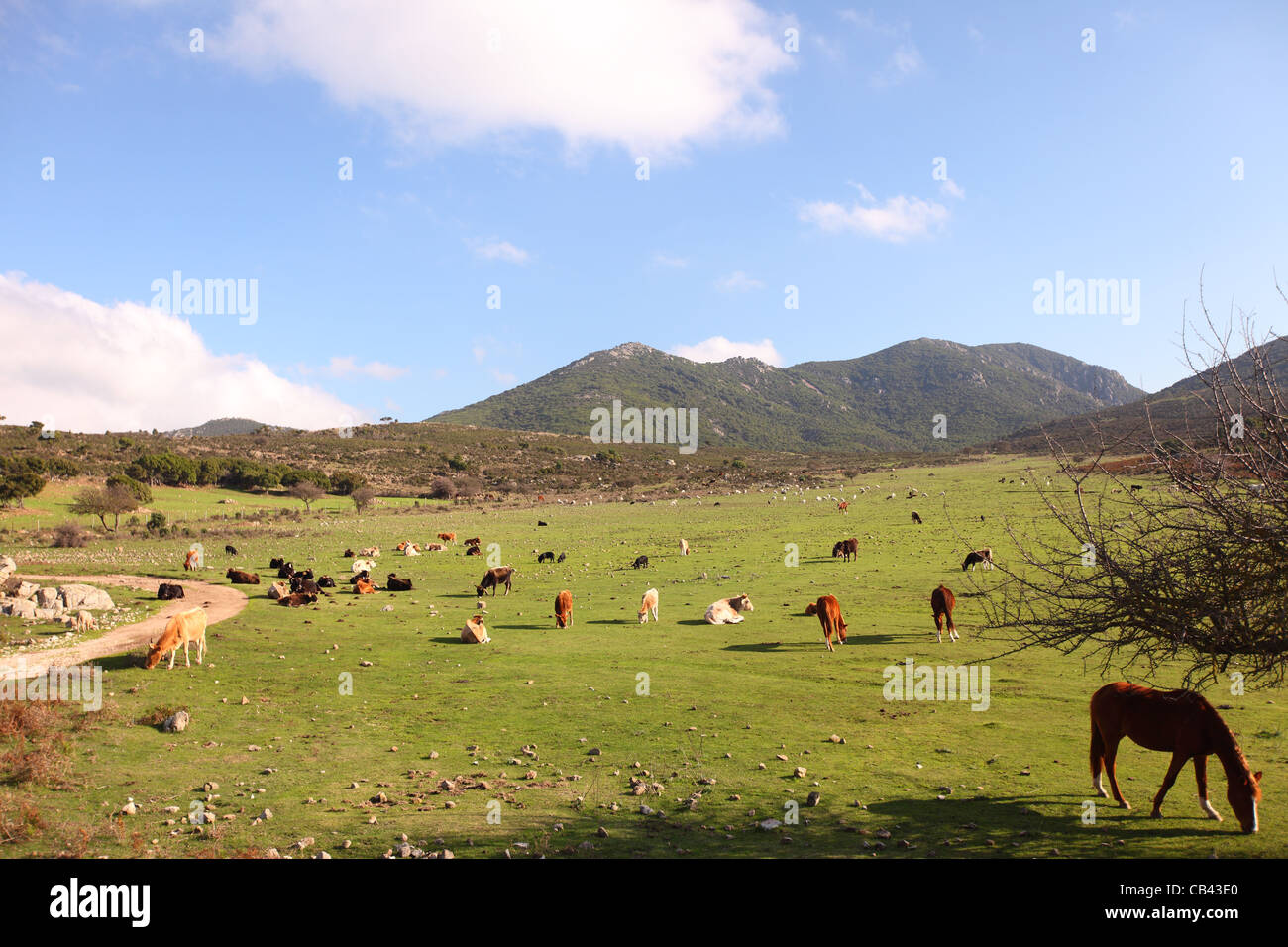 Sardegna, Cagliari, Italia, nord di Tortoli lungo la strada 125, terreni agricoli campagna pascolo con animali Foto Stock