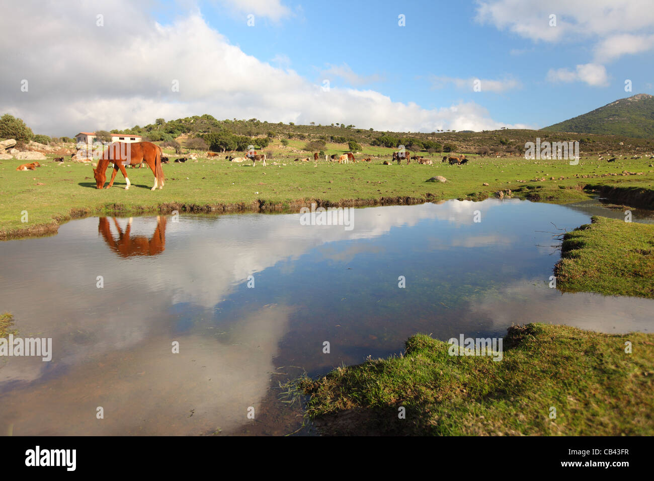 Sardegna, Cagliari, Italia, nord di Tortoli lungo la strada 125, terreni agricoli campagna pascolo con animali Foto Stock