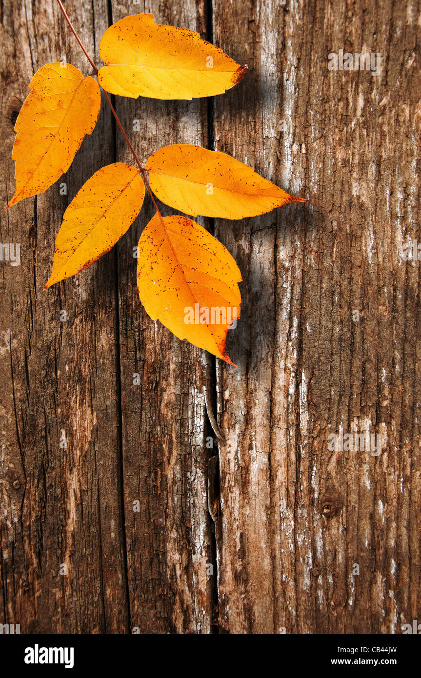 Autumn Leaf su sfondo di legno con spazio di copia Foto Stock