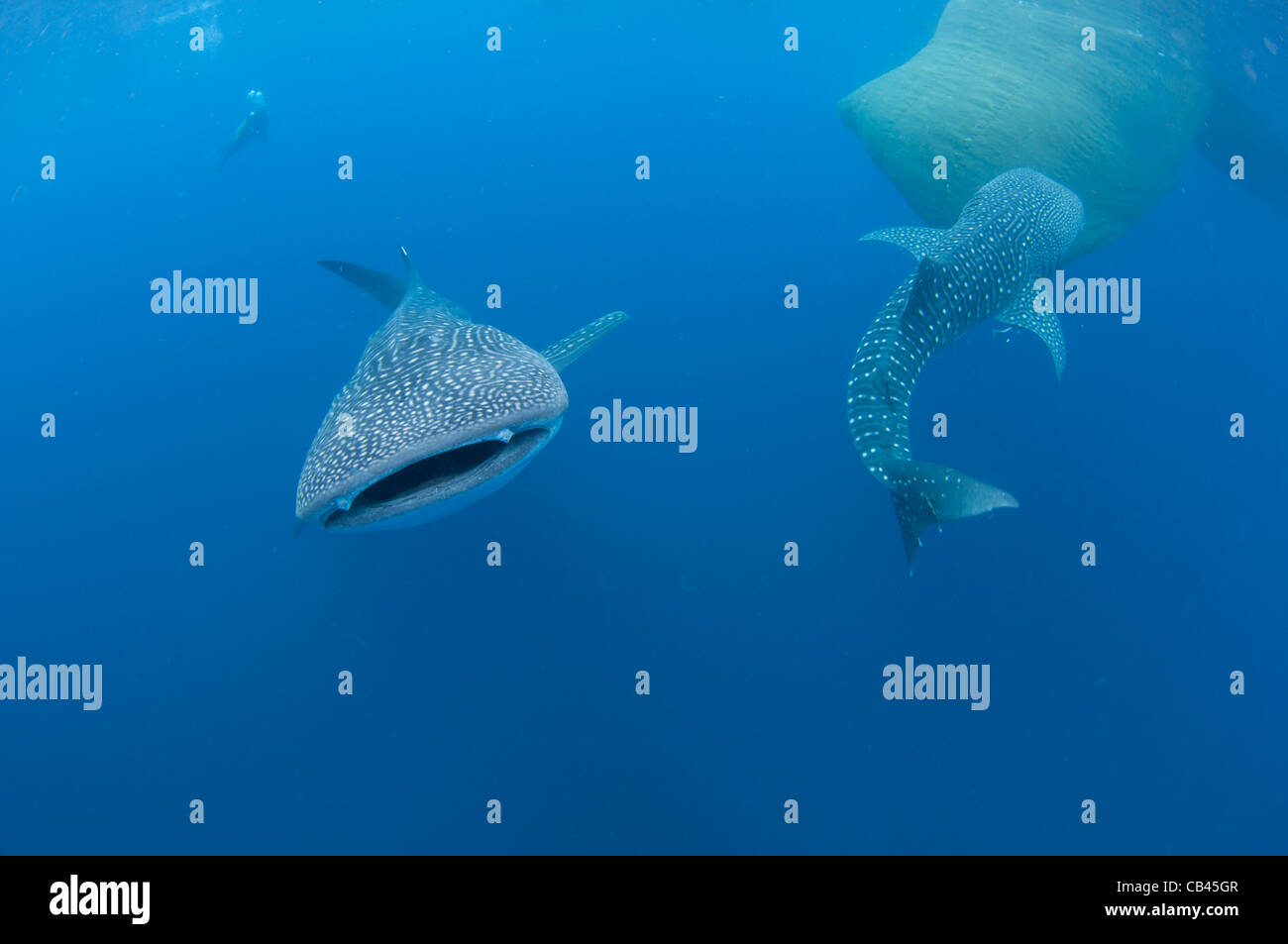 Squalo Balena, Rhincodon typus, al di sotto di una piattaforma di pesca, questi squali sono amici con i pescatori a mano la loro alimentazione a Cendra Foto Stock