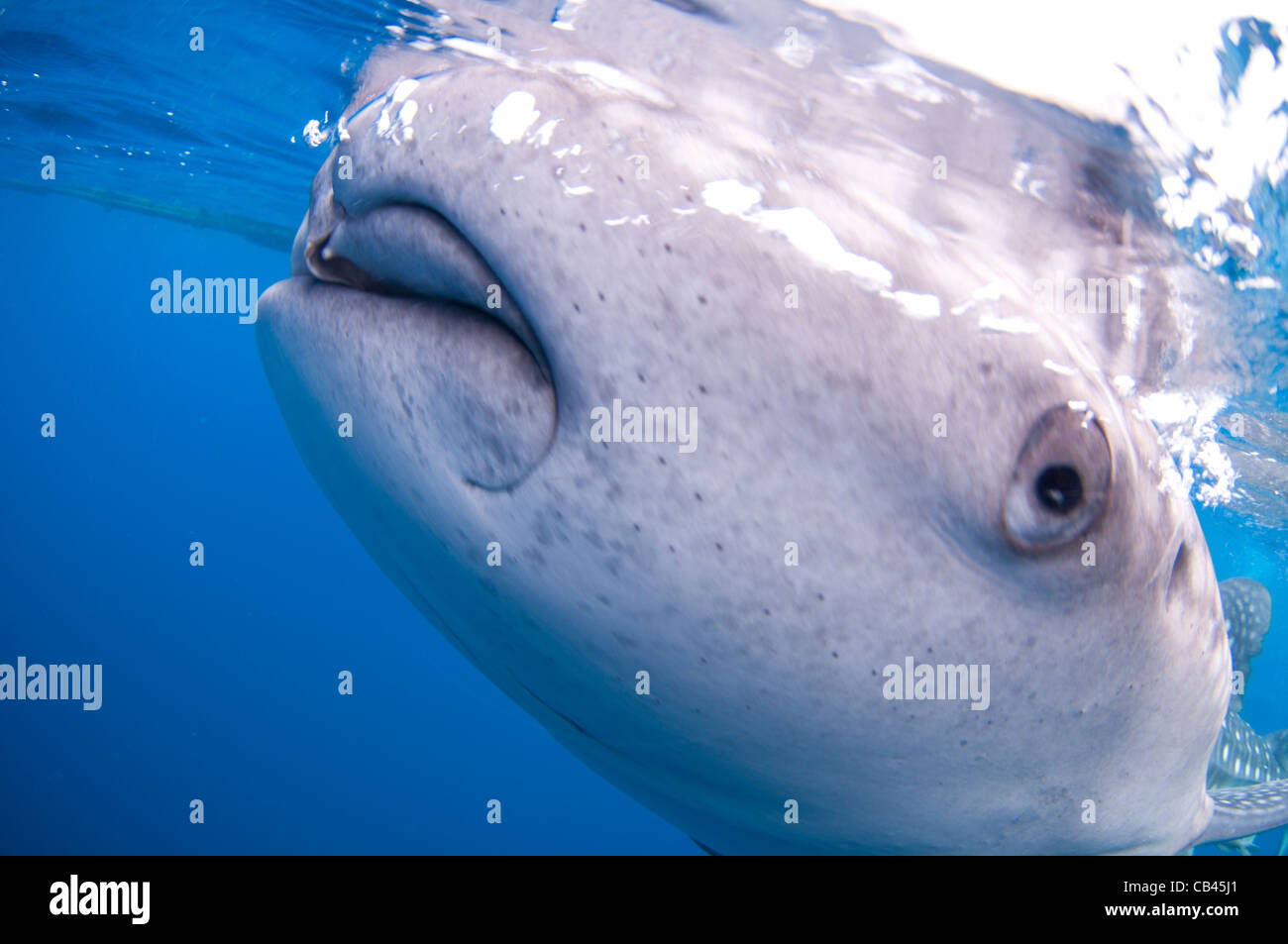 Squalo Balena, Rhincodon typus, al di sotto di una piattaforma di pesca, questi squali sono amici con i pescatori a mano li di alimentazione Foto Stock