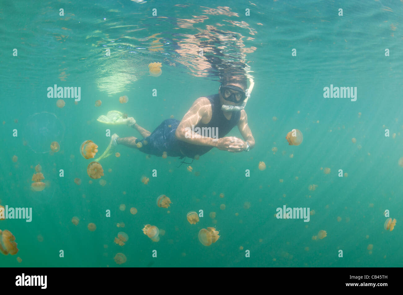 Un snorkeler ispeziona una medusa nel lago di Medusa, isola di Kakaban, Berau, Kalimantan, Borneo, Indonesia, Oceano Pacifico Foto Stock