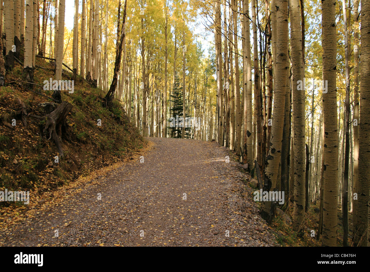 Strada di Montagna in autunno, con fenomeni di ingiallimento foglie aspen Foto Stock