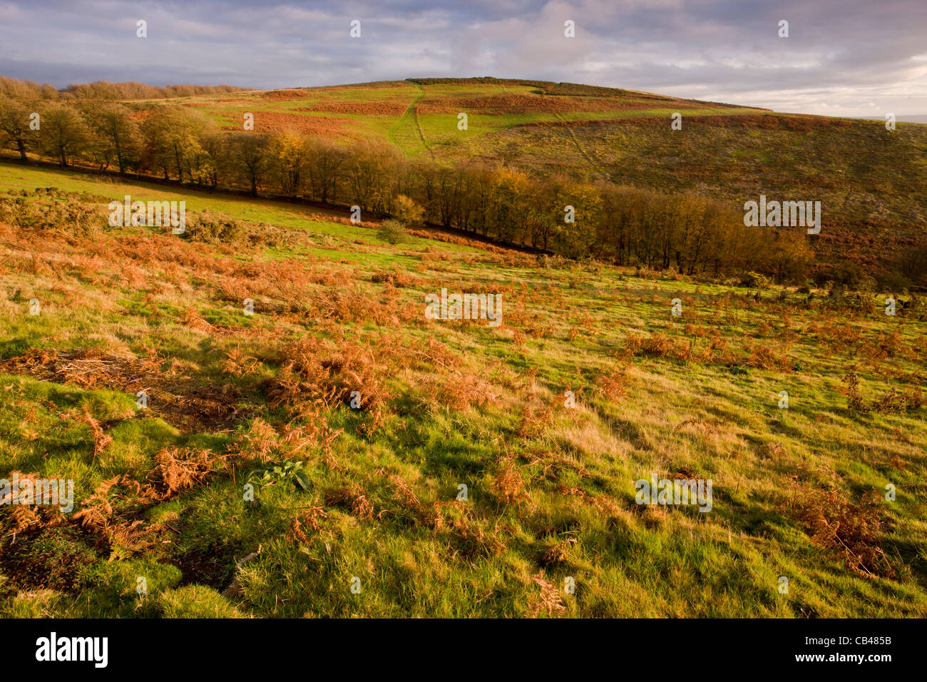 Grande collina/Triscombe pietra, in autunno con bracken diventando rosso; Quantocks, Somerset. Foto Stock