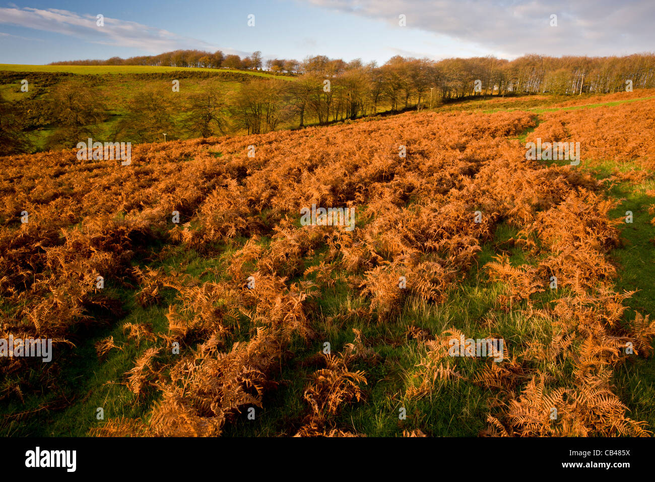 Grande collina/Triscombe pietra, in autunno con bracken diventando rosso; Quantocks, Somerset. Foto Stock