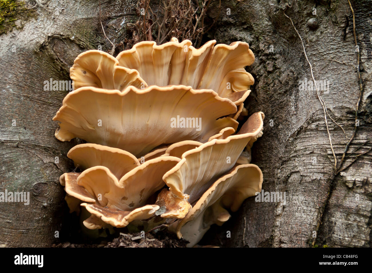 Gigantesco fungo Polypore Meripilus giganteus su un faggio Foto Stock