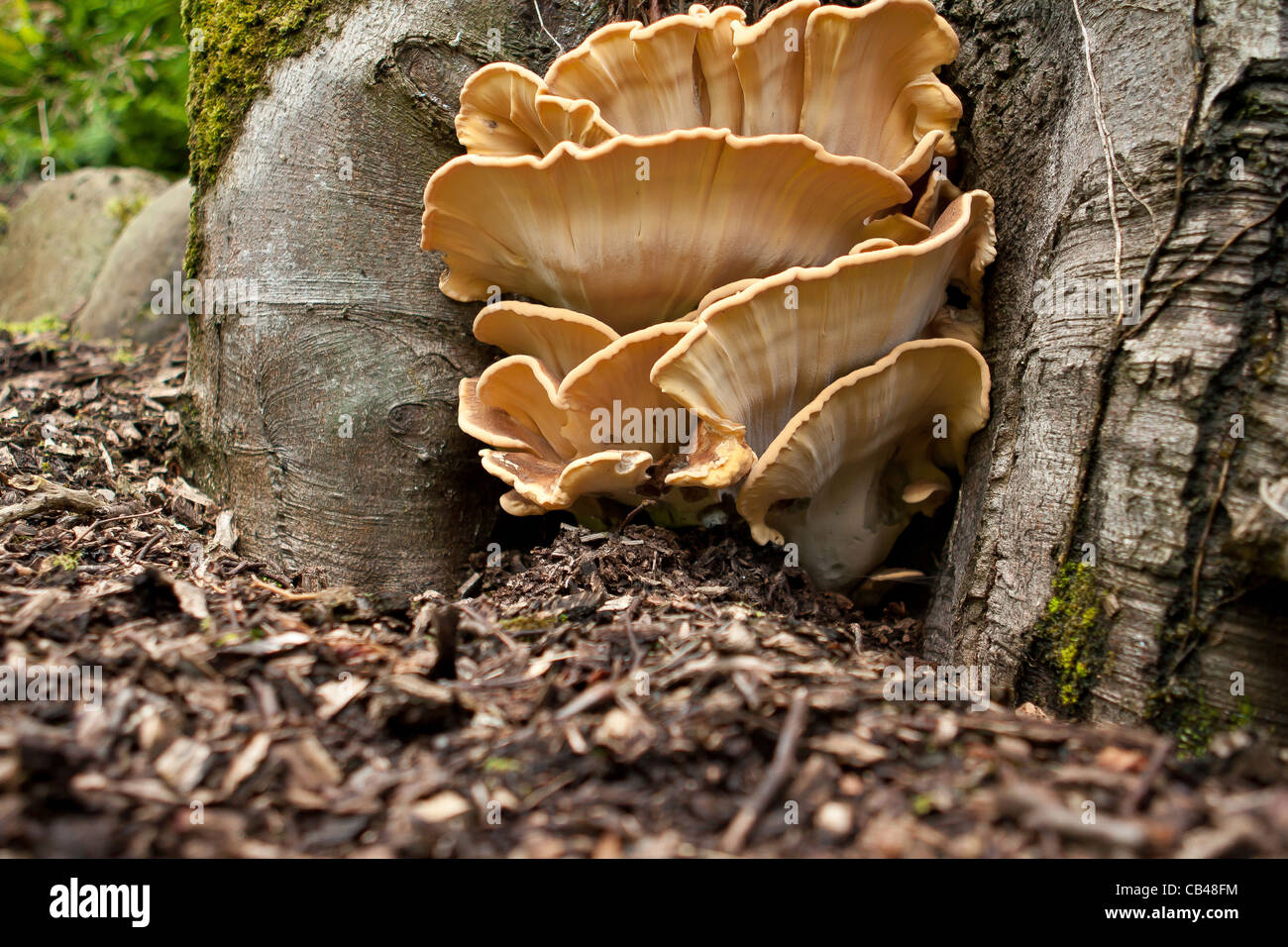 Gigantesco fungo Polypore Meripilus giganteus su un faggio Foto Stock