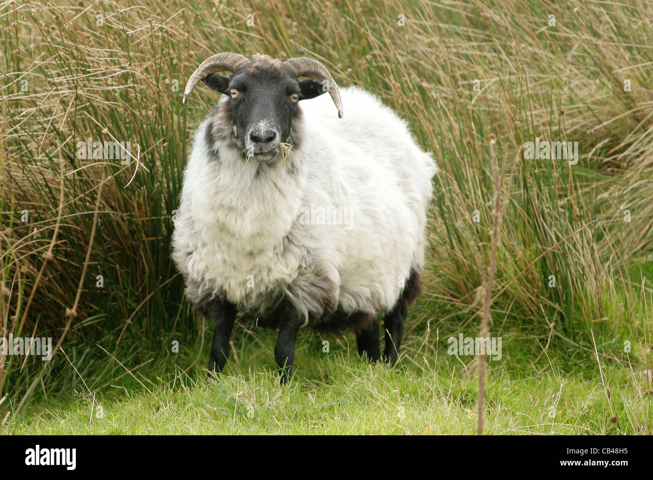 Highland nera pecora con testa Foto Stock