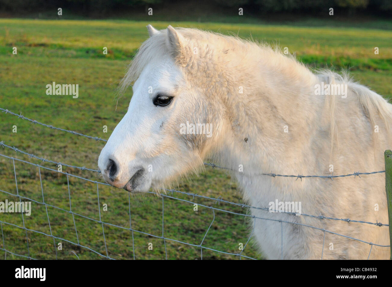 Cavallino Bianco guardando oltre il recinto Foto Stock