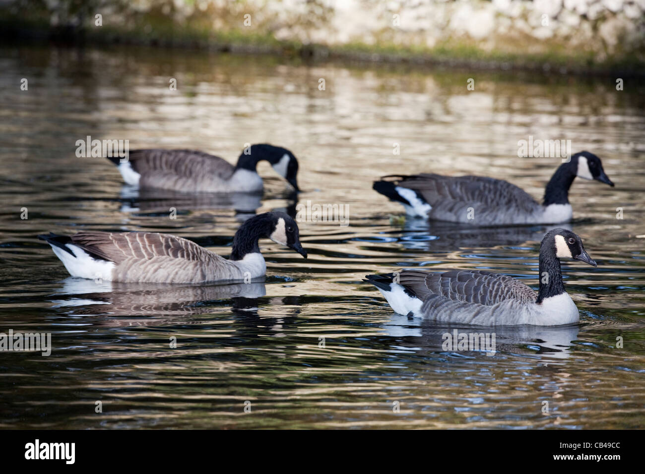 Oche del Canada (Branta canadensis). Fiume Thet, Thetford, Norfolk. Foto Stock