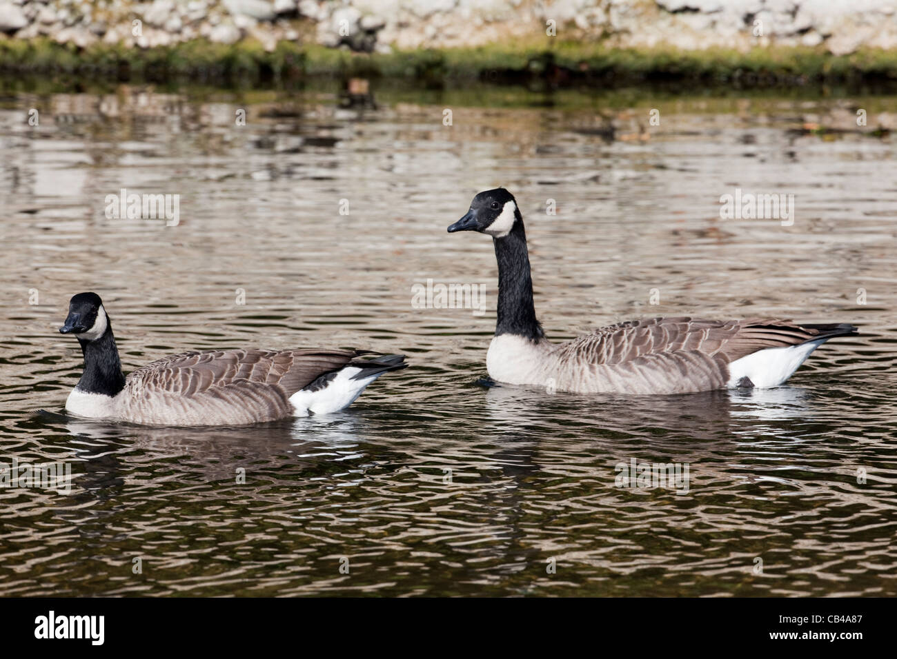 Oche del Canada (Branta canadensis). Coppia. Oca o femmina, sinistra, gander o maschio di destra. Fiume Thet, Thetford, Norfolk. Regno Unito. Foto Stock
