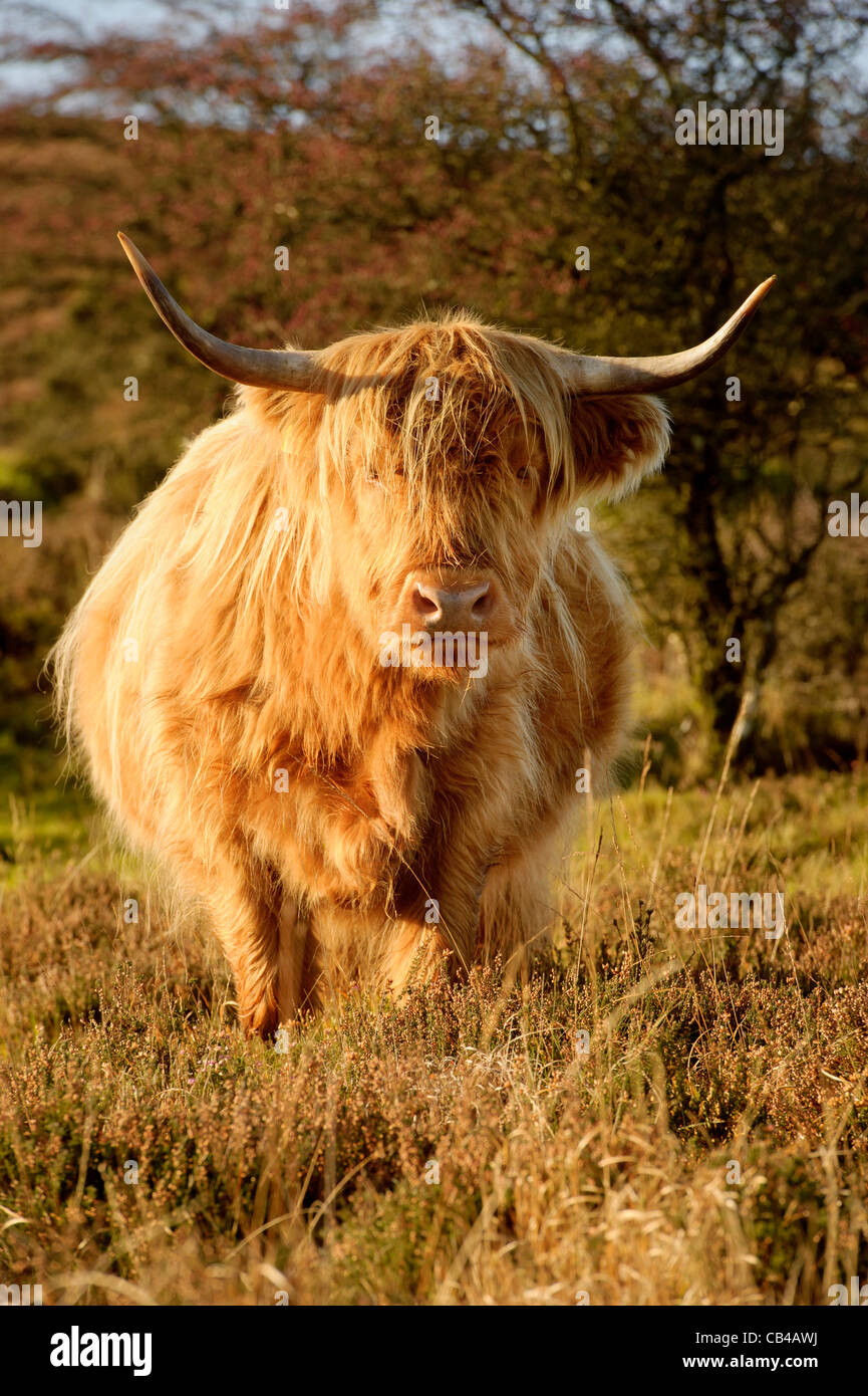 Highland bestiame pascola su Exmoor in luce autunnale Foto Stock