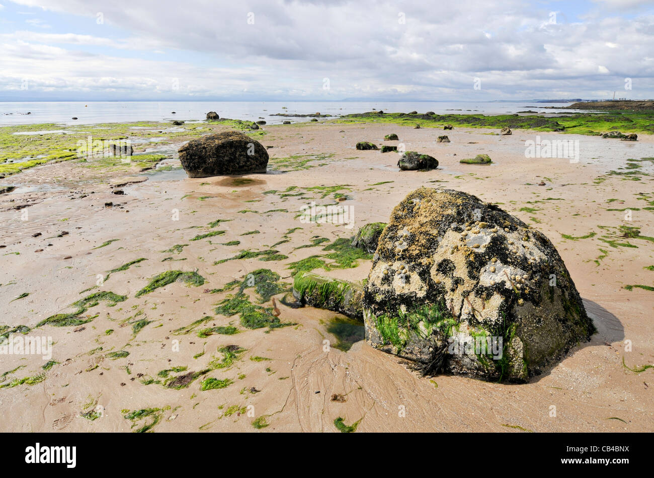 Alghe e barnacle incrostati di roccia sulla spiaggia a Lower Largo in Fife, Scozia. Foto Stock