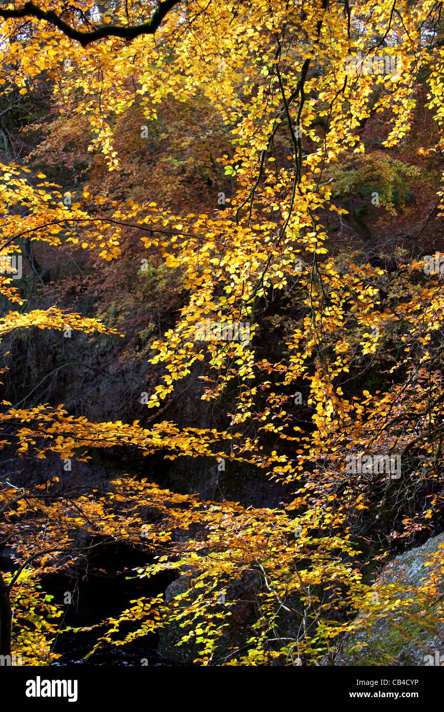 Glen Esk durante l'autunno in Scozia Foto Stock