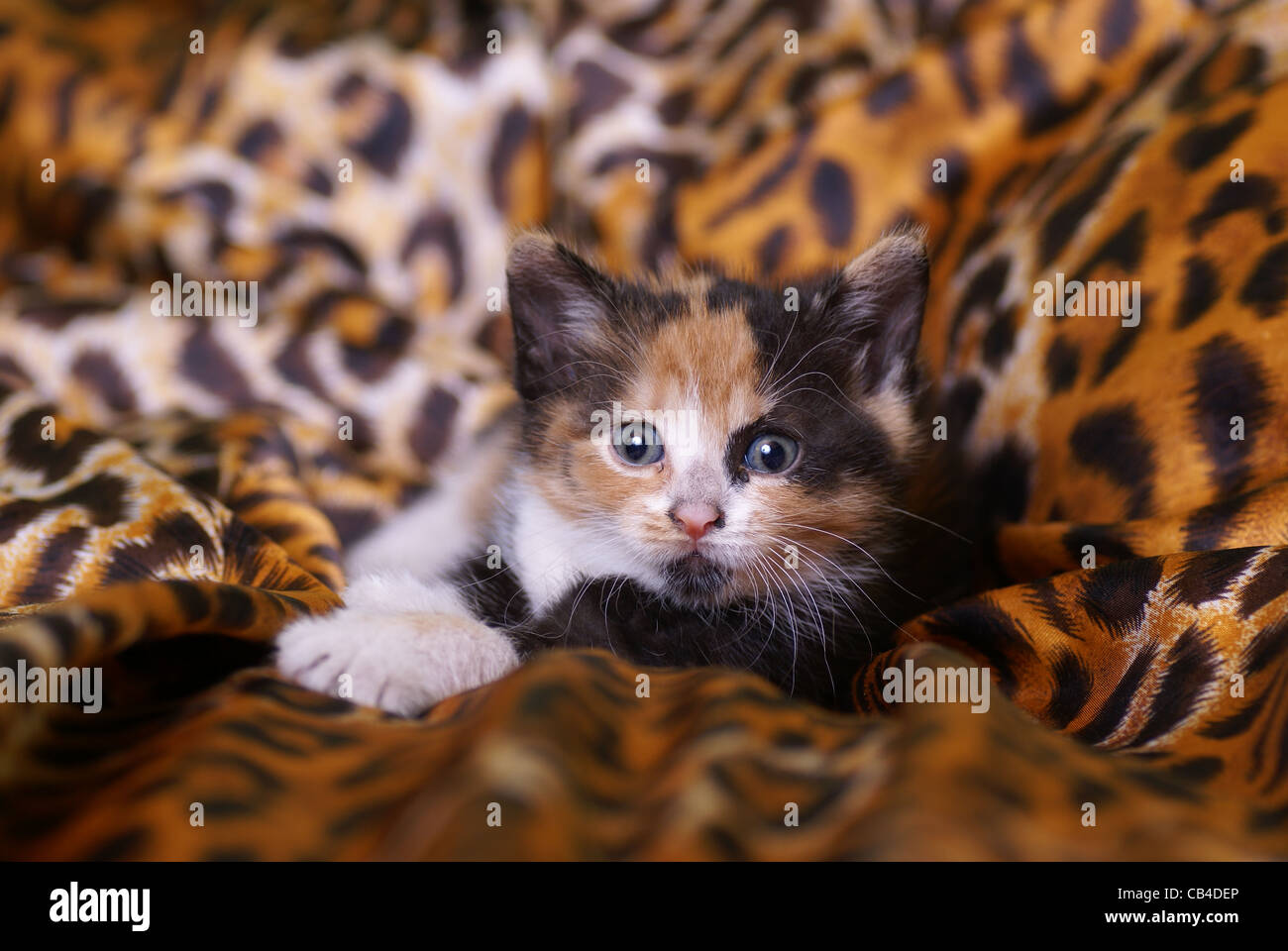 Giovani cat sul letto Foto Stock