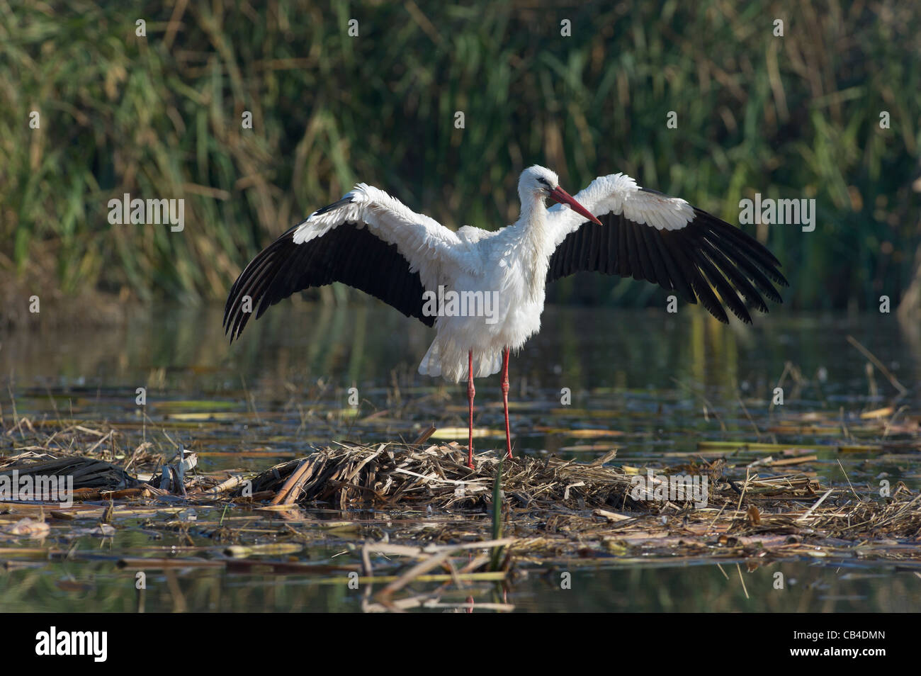Una cicogna bianca si asciuga le sue ali Foto Stock