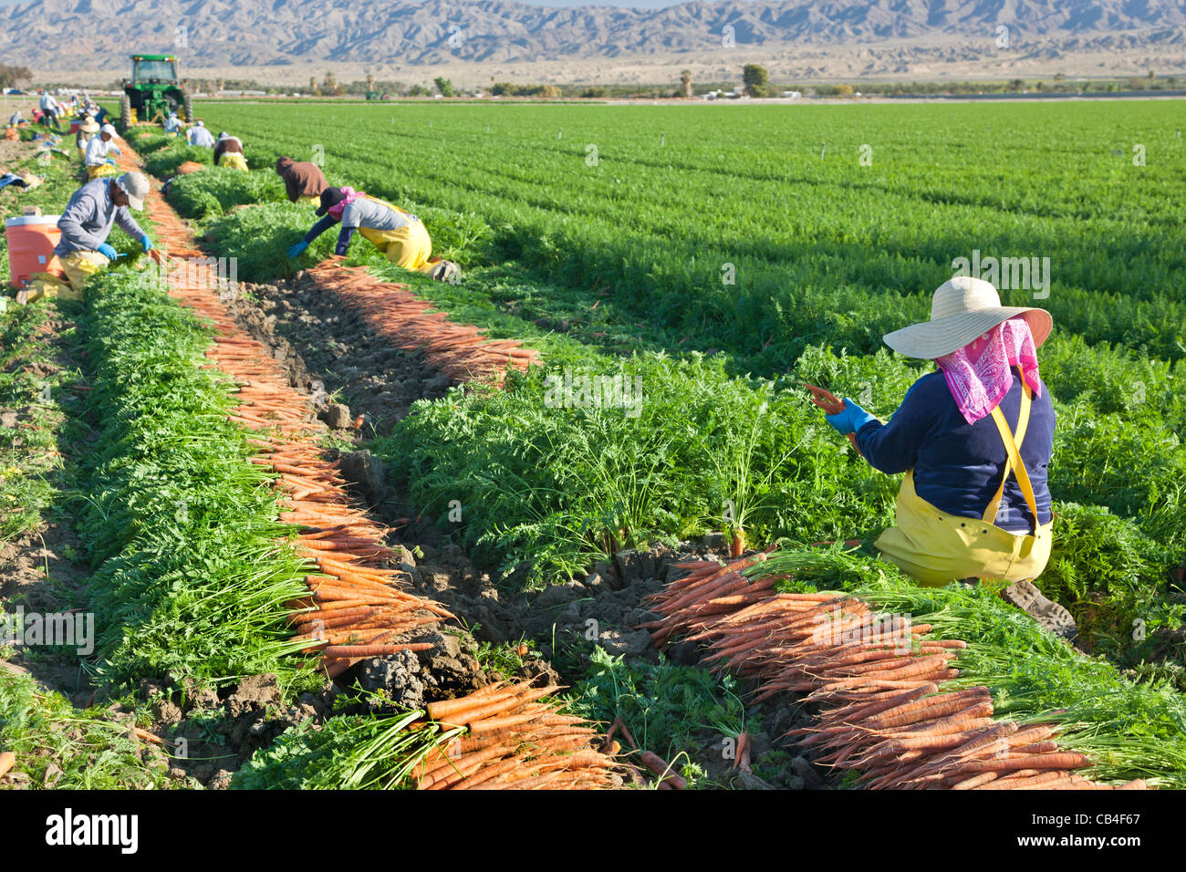 Lavoratori di campo ispanici che raccolgono le carote 'carota del rubinetto'. Foto Stock