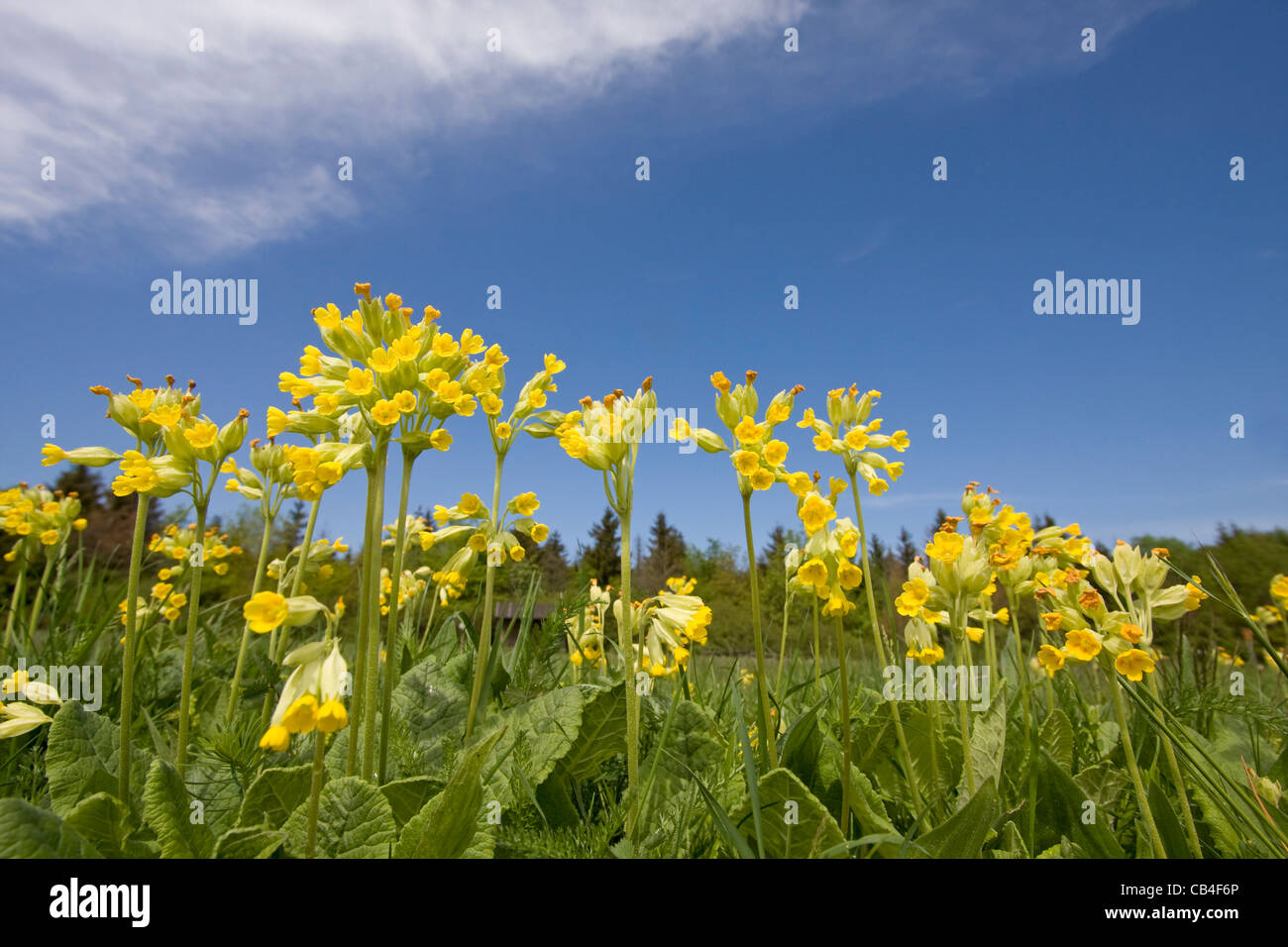 Cowslip (Primula veris) Foto Stock