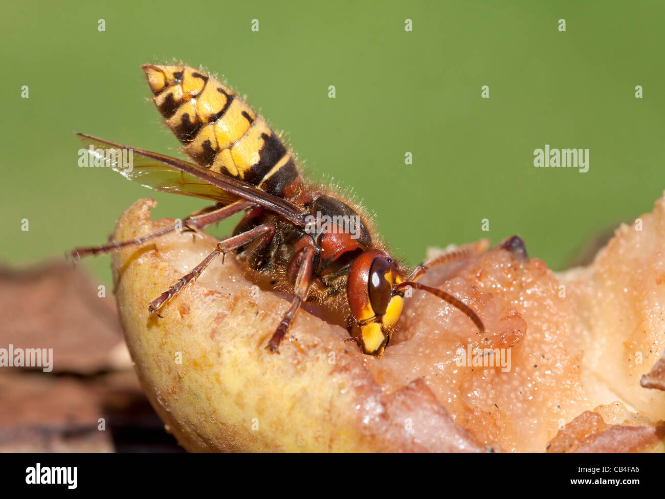 Hornet mangia windfalls (Vespa crabro) Foto Stock