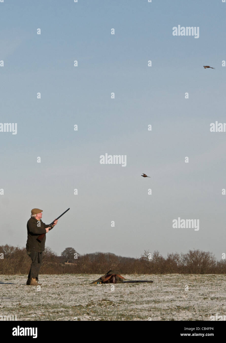Fagiano gioco spara in inverno REGNO UNITO Foto Stock