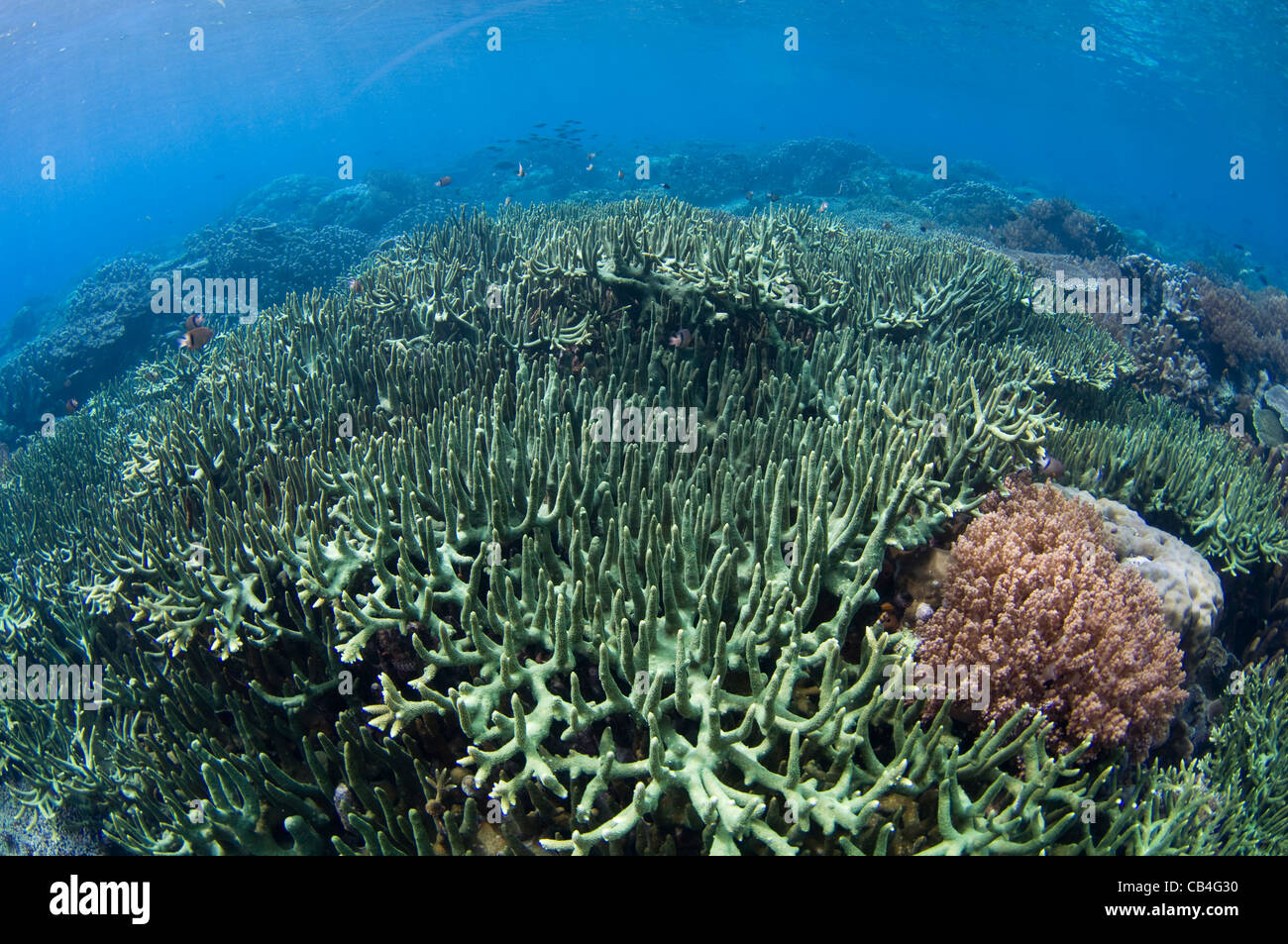 Giardino di corallo duro che è cresciuto negli ultimi venti anni dopo essere stato distrutto da un vulcano, in Banda Neira Foto Stock