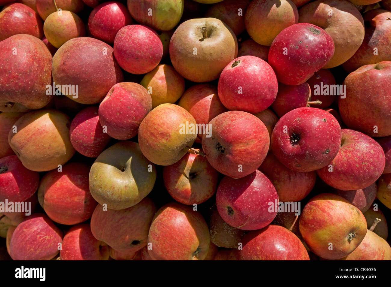 Pila di raccolte caduto le mele rosse da Orchard per la produzione di succhi di frutta, Hesbaye, Belgio Foto Stock
