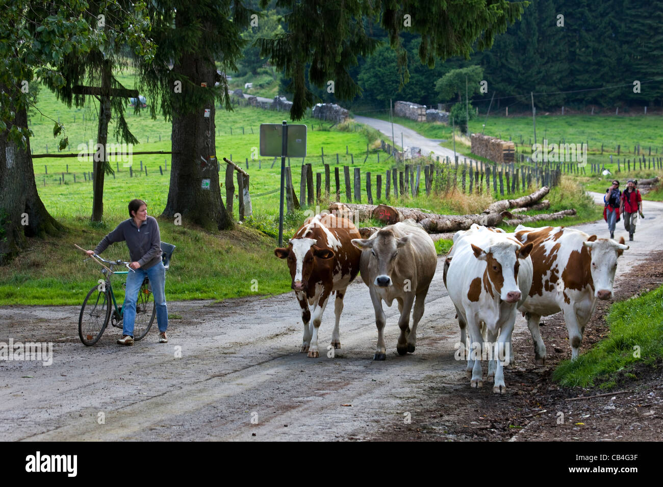 I camminatori e contadino con bicicletta allevamenti bovini lungo la strada che da campo per azienda agricola nelle Ardenne, Belgio Foto Stock