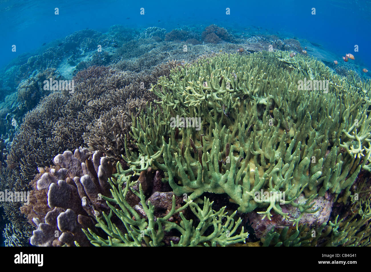 Giardino di corallo duro che è cresciuto negli ultimi venti anni dopo essere stato distrutto da un vulcano, in Banda Neira Foto Stock