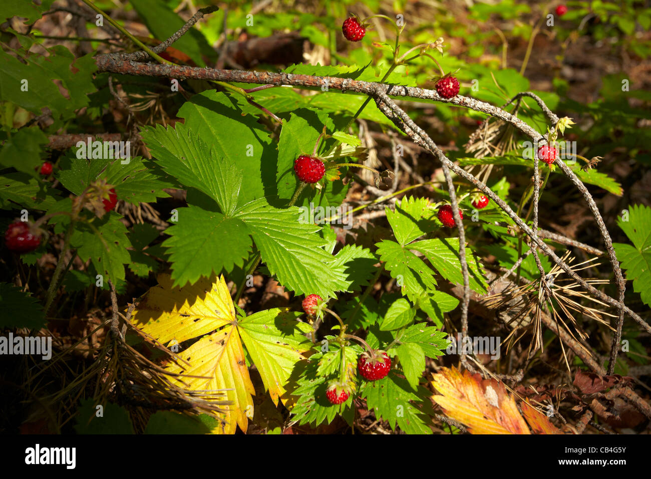 Fragole, fragole di bosco, alpine fragola (Fragaria vesca) Foto Stock