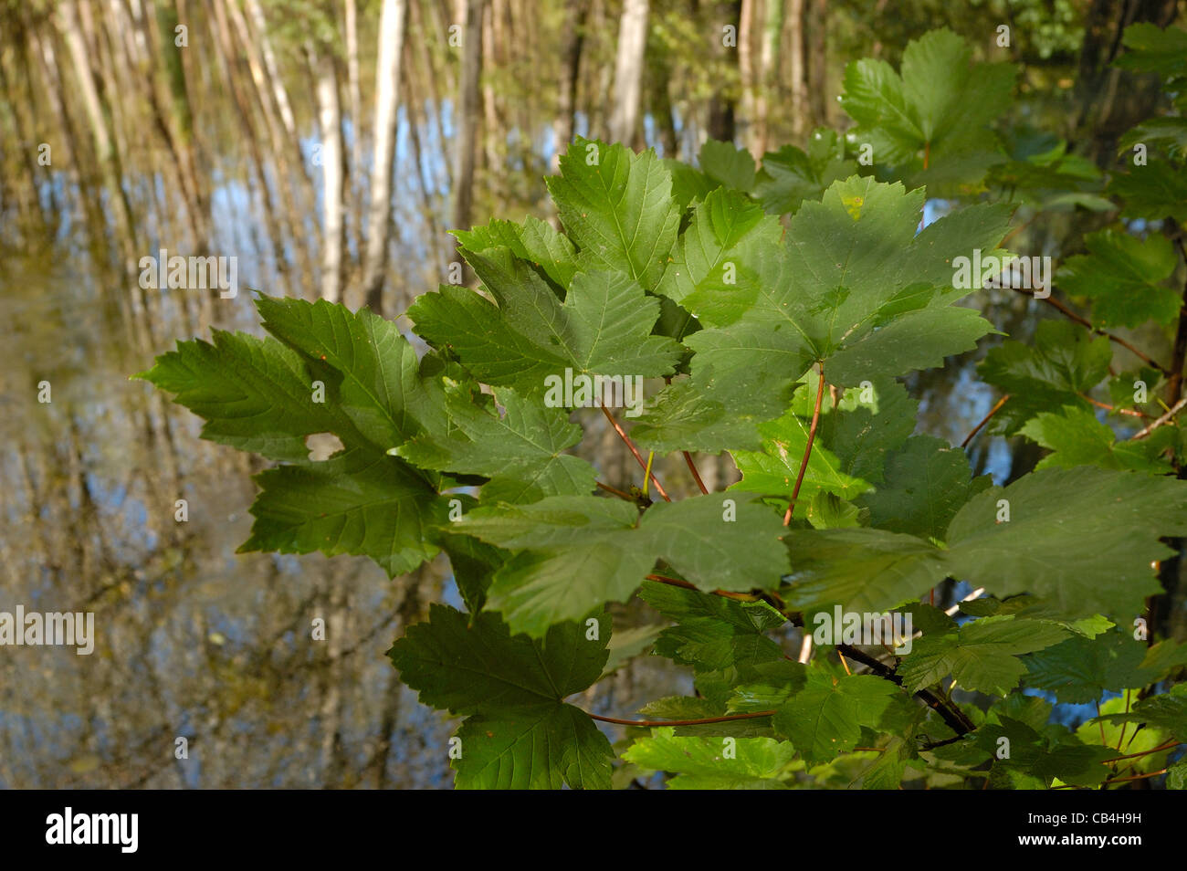 Acero di monte (Acer pseudoplatanus) Foto Stock