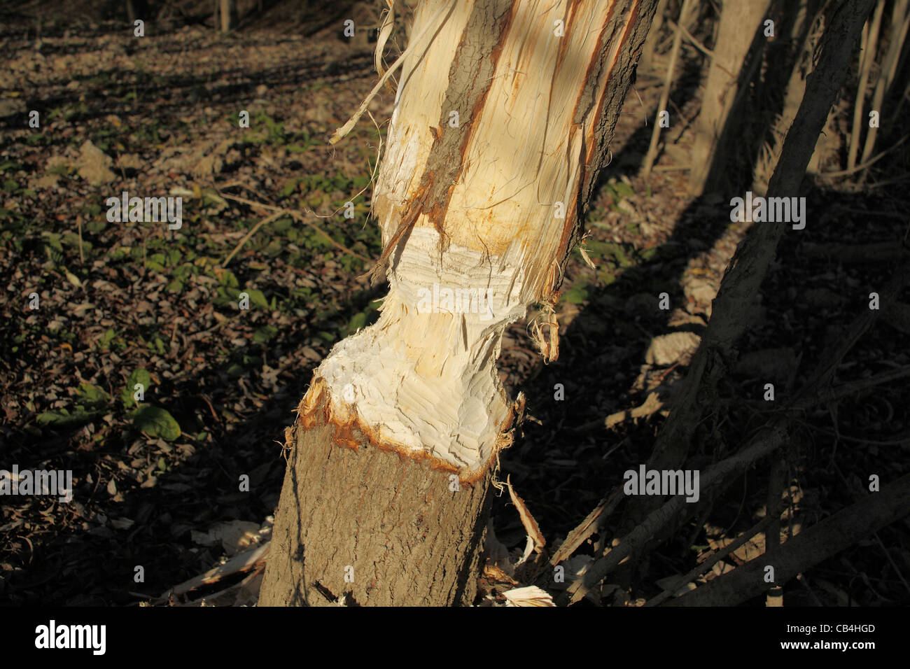 Beaver segni su un albero vicino fiume Vistola vicino a Varsavia, Polonia Foto Stock