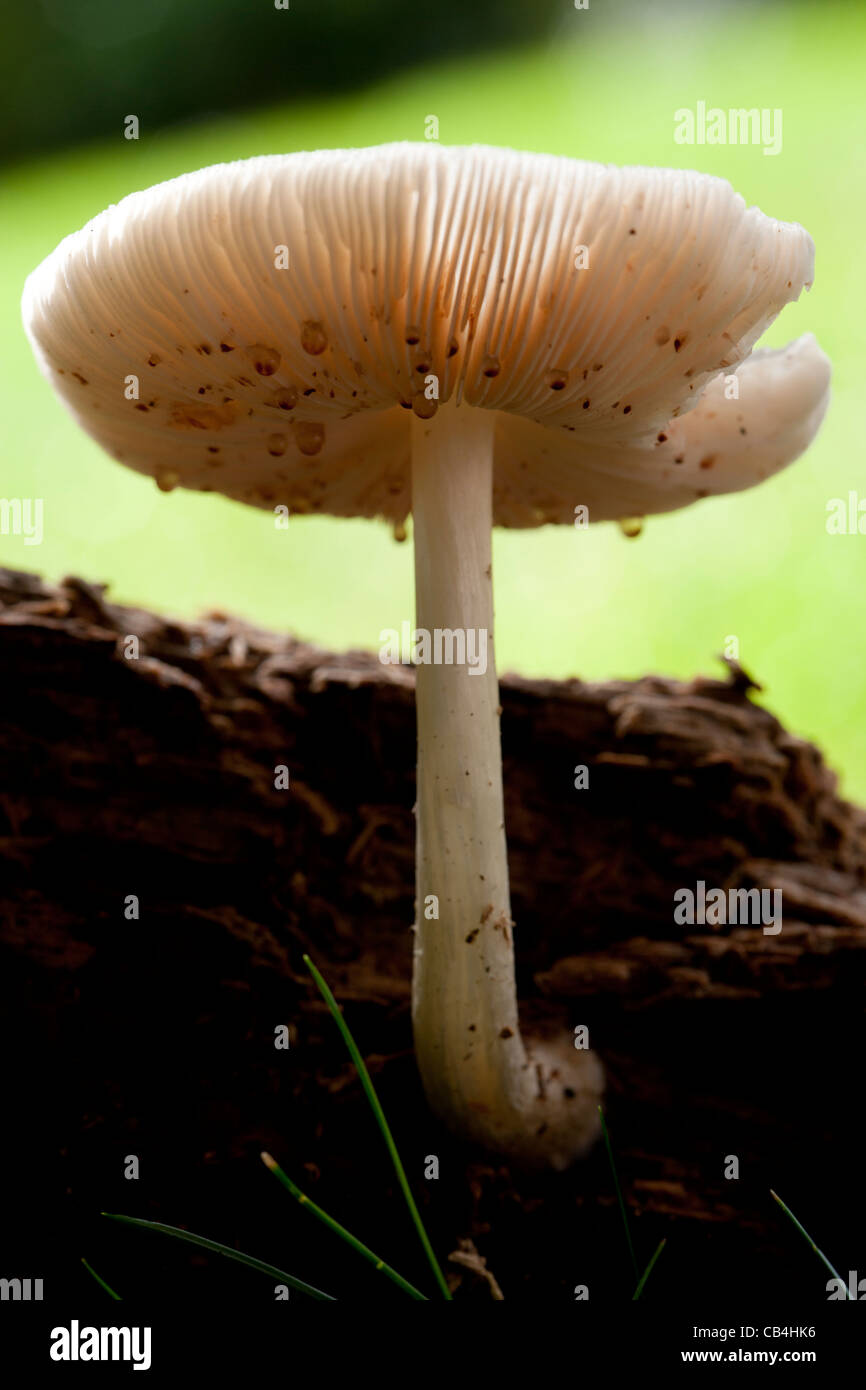 Funghi selvatici che crescono su legno morto Foto Stock