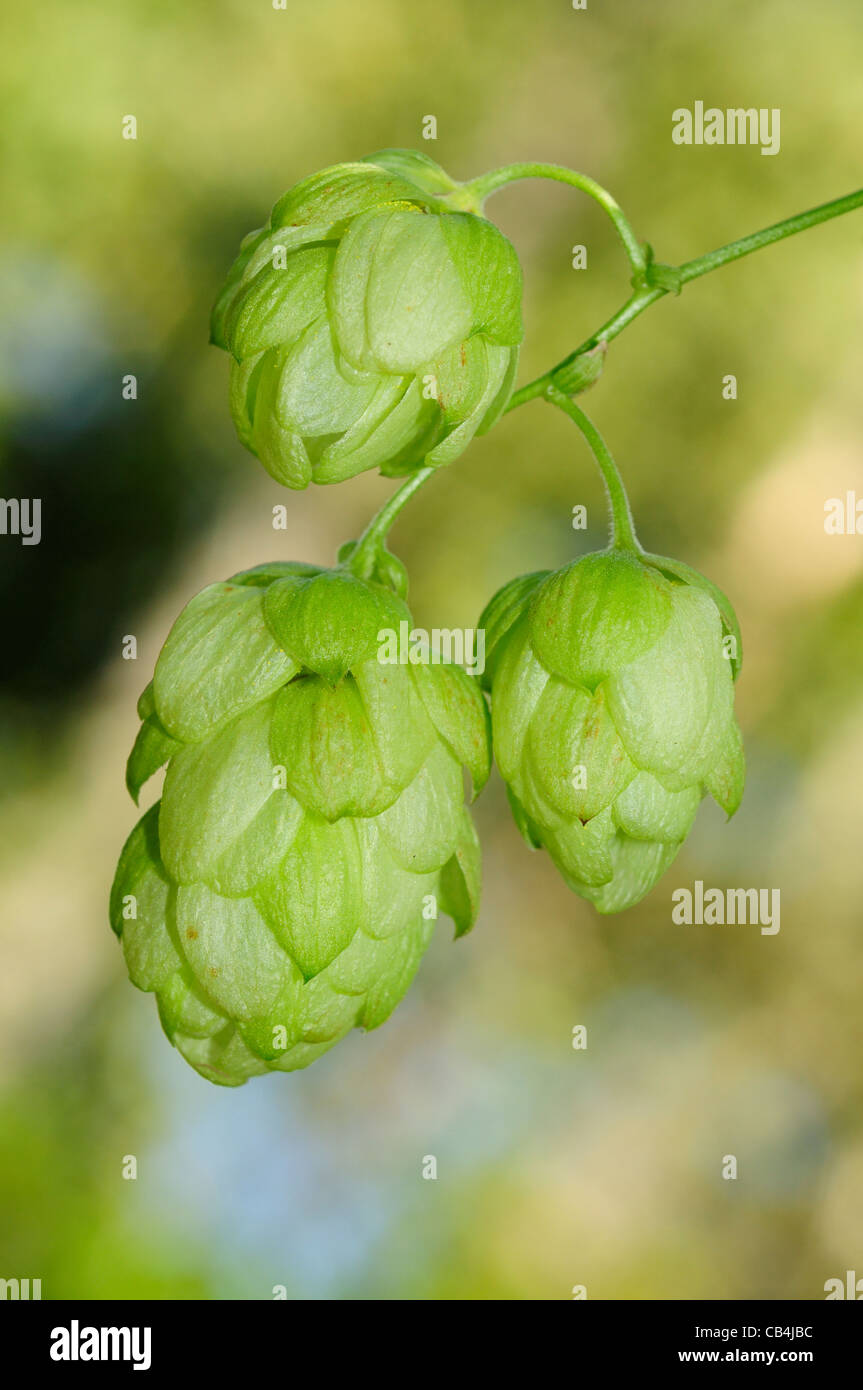 Wild Hop (Humulus lupulus) Foto Stock