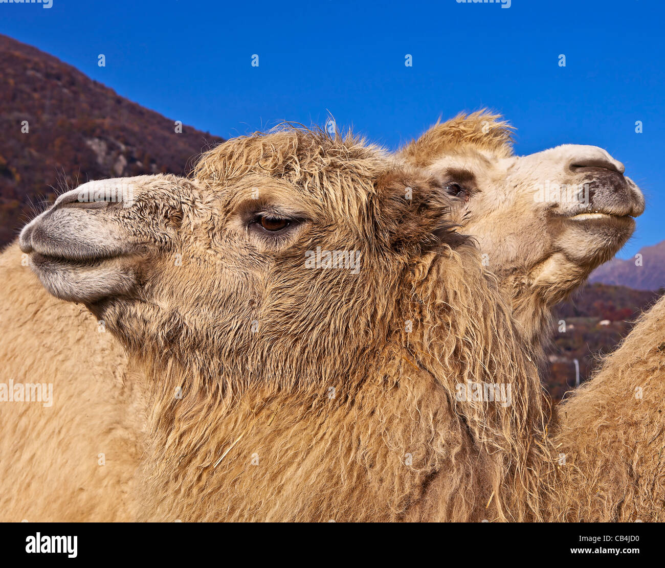 un paio di cammello Foto Stock