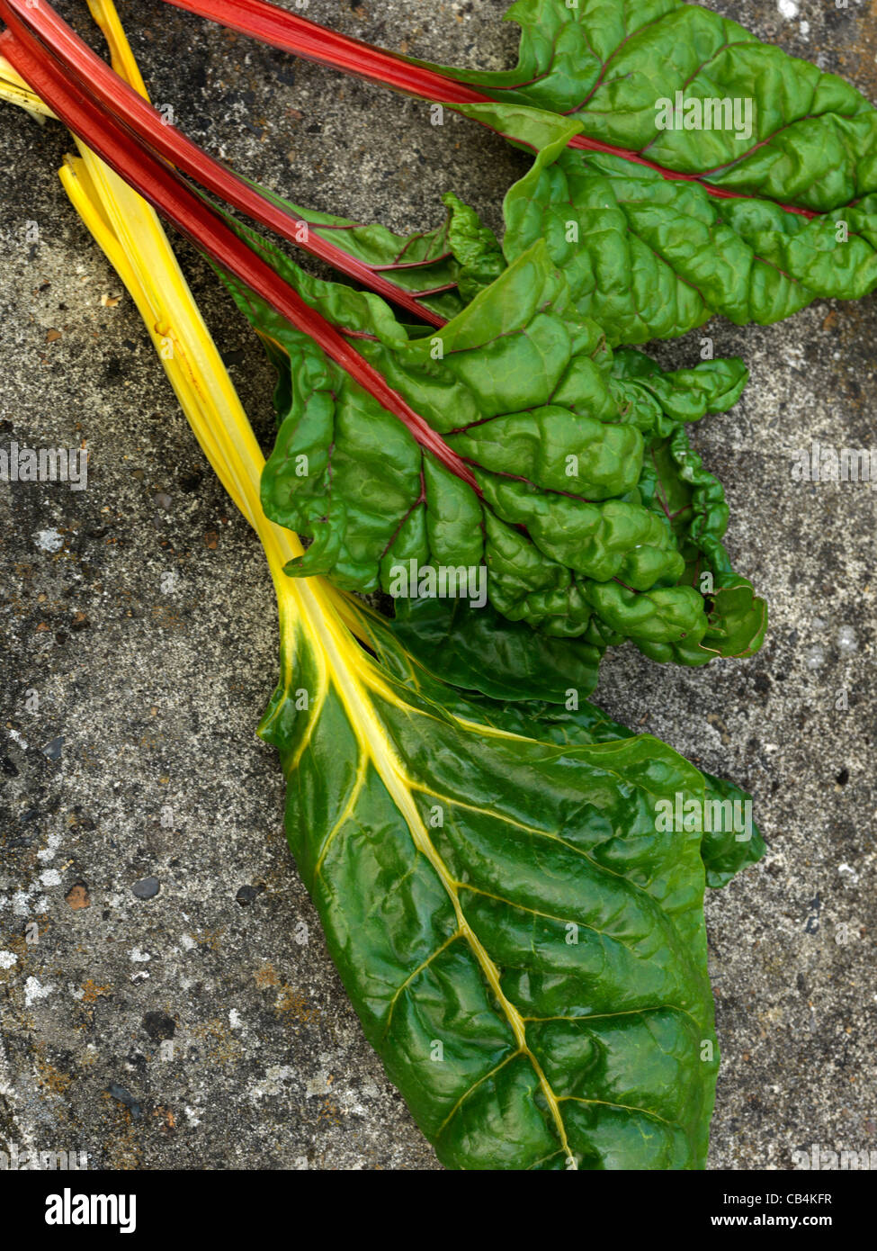 Bieta Spinaci vegetale di tipo con il rosso e il giallo stocchi Cicla Beta dalla famiglia di barbabietole Foto Stock