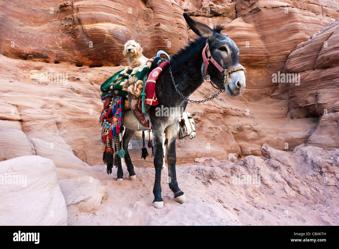 Cane su un asino - un piccolo cane bianco si trova in basso sulla parte superiore di un asino presso i ruderi della antica città di Petra in Giordania Foto Stock