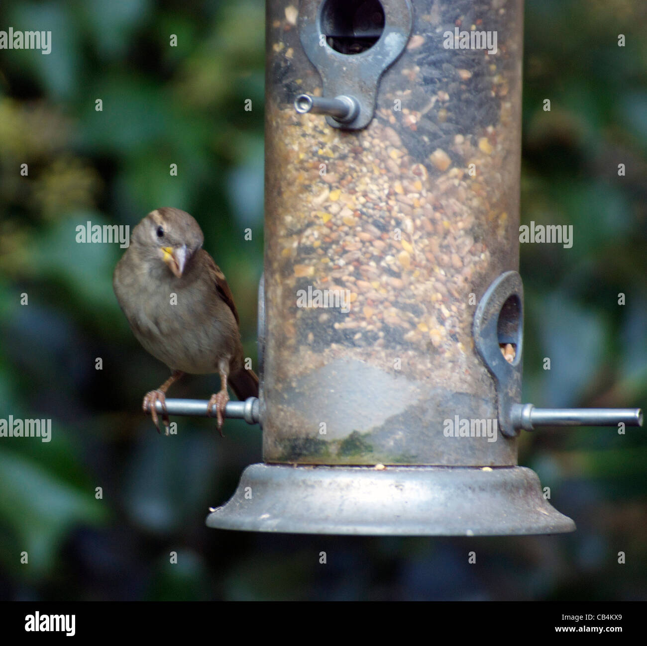 Un uccello seduto su un bird feeder cercando quizzical Foto Stock