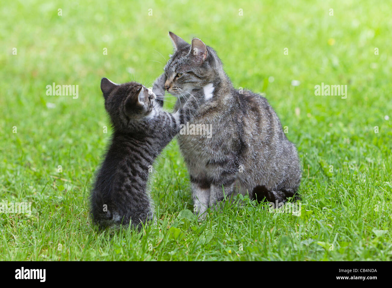 Gattino gioca con madre gatto sul giardino prato, Bassa Sassonia, Germania Foto Stock