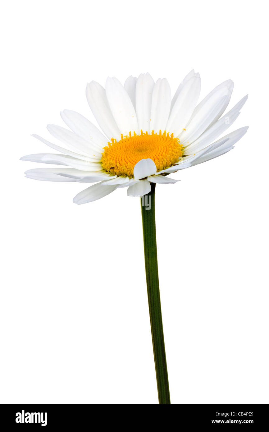 Oxeye daisy (Leucanthemum vulgare) Foto Stock