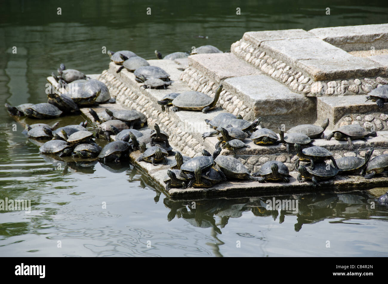 Trachemys scripta elegans - rosso-eared slider, su per le scale di un tempio stagno Foto Stock