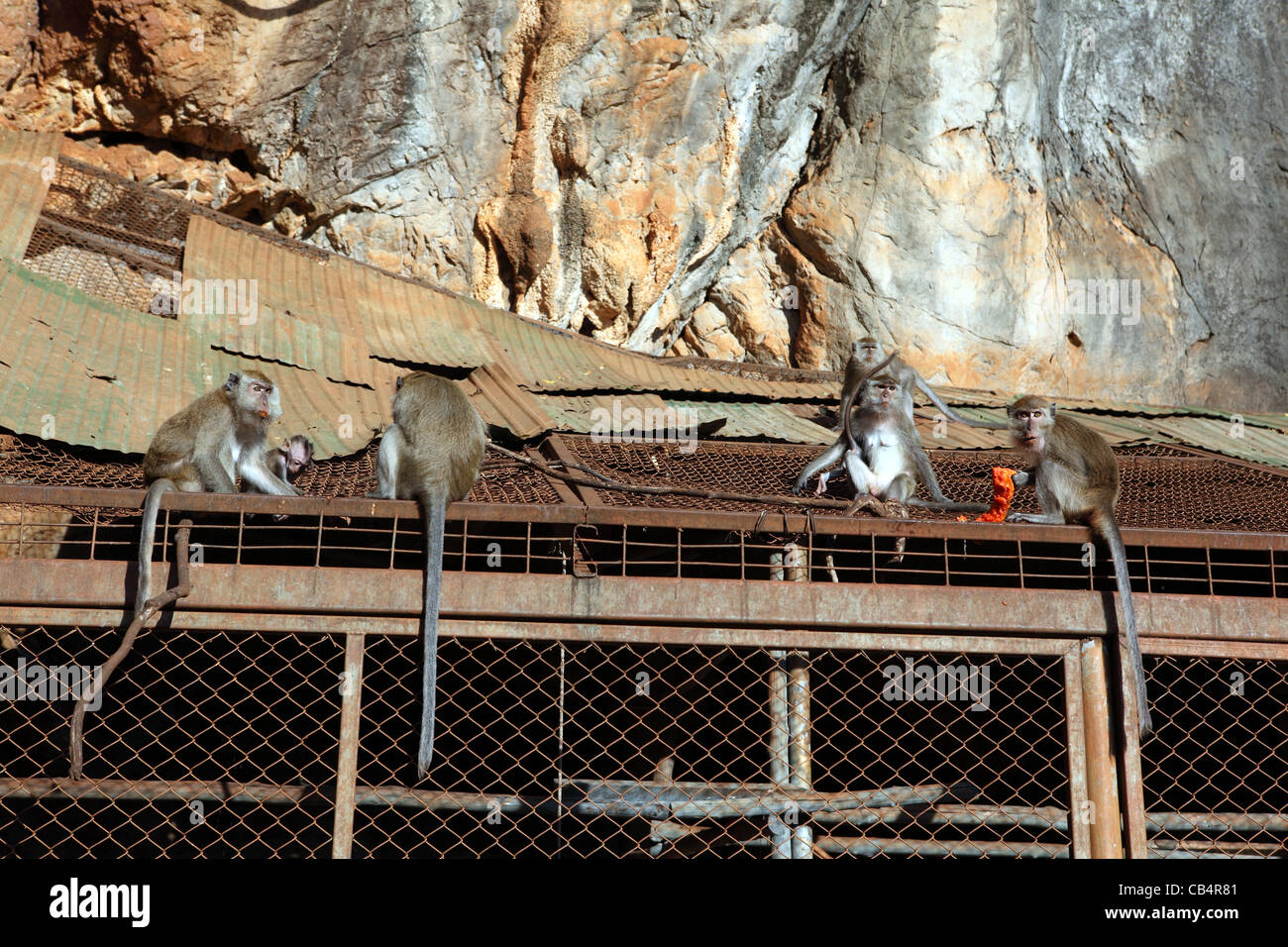Tempio delle Scimmie di mangiare la frutta a Wat Tham Seua (Tiger Grotta tempio). Foto Stock