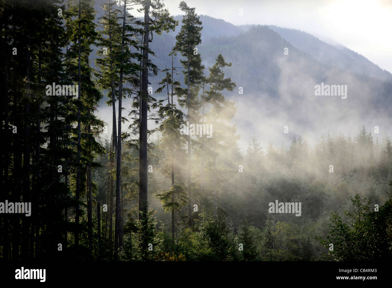 Sole splende attraverso gli alberi durante il viaggio in Vancouver Island. Foto Stock