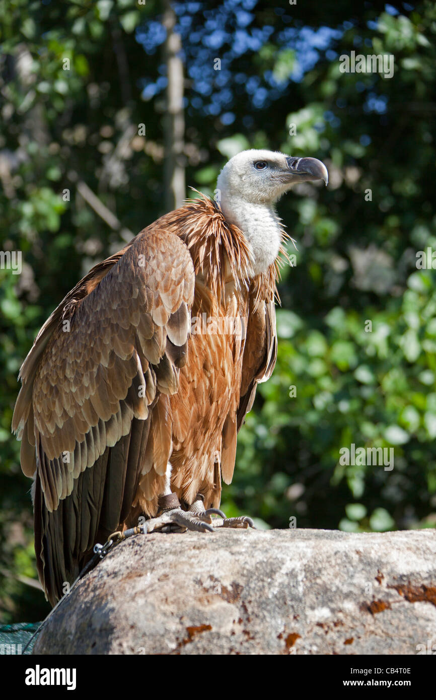 Avvoltoio o Eurasian grifone (Gyps fulvus) del vecchio mondo avvoltoio appollaiato closeup Miranda do Douro, Bragança, Portogallo Foto Stock