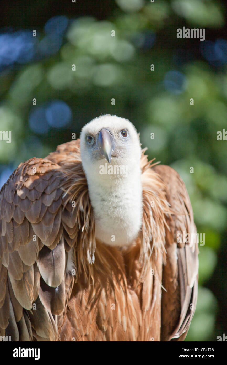 Avvoltoio o Eurasian grifone (Gyps fulvus) del vecchio mondo avvoltoio appollaiato closeup Miranda do Douro, Bragança, Portogallo Foto Stock