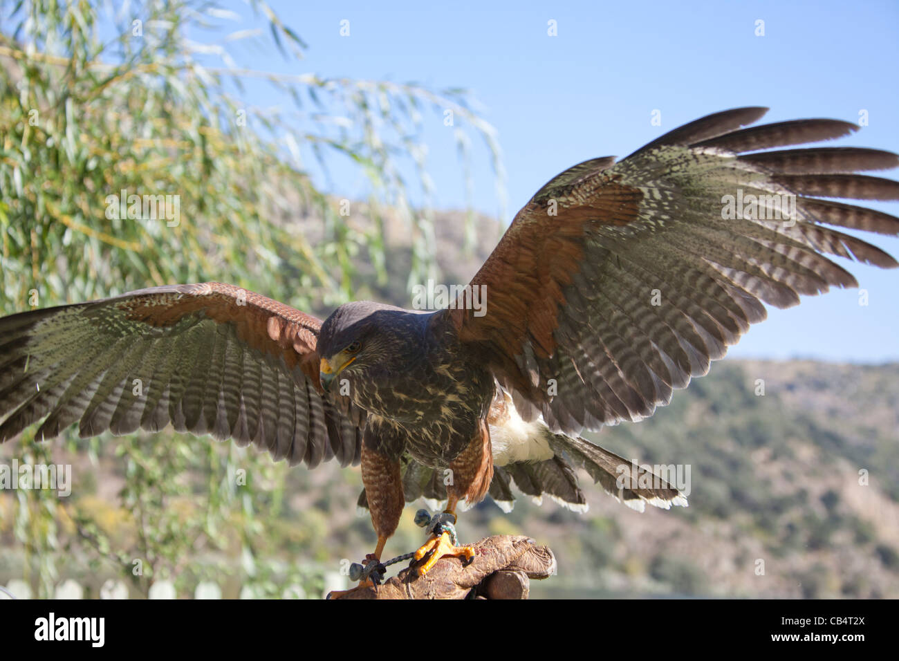 Hawk rapace Foto Stock