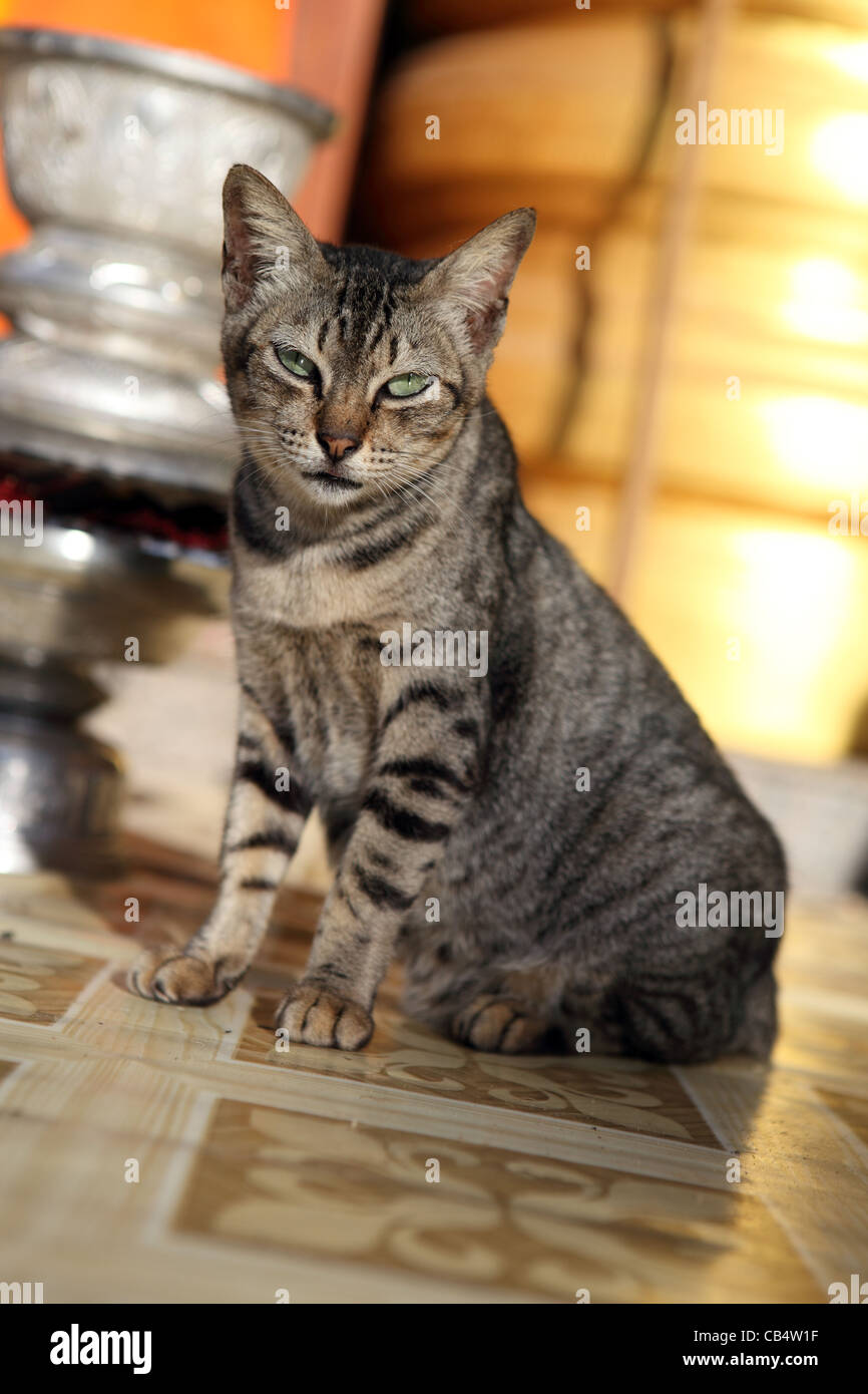 Gatto del tempio di Wat Tham Seua (Tiger Grotta tempio). Foto Stock