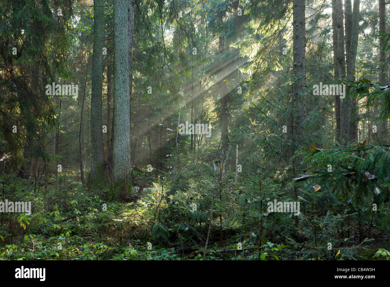 Supporto autunnale della foresta di Bialowieza con nebbia e sole tra alberi Foto Stock